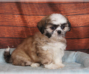 Shih Tzu Puppy for sale in PENNS CREEK, PA, USA