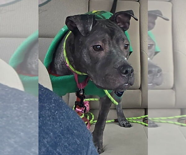 Medium Photo #21 Staffordshire Bull Terrier-Unknown Mix Puppy For Sale in Princeton, MN, USA