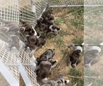 Small Photo #18 German Shorthaired Pointer Puppy For Sale in PLAINVIEW, TX, USA