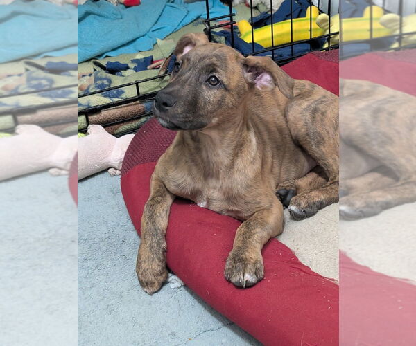 Medium Photo #4 Boxador Puppy For Sale in Boston, MA, USA