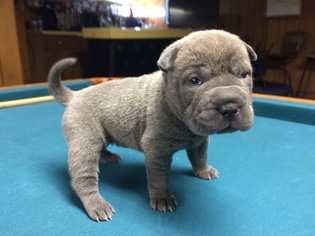 View Ad Chinese Shar Pei Puppy For Sale Near Wisconsin Milwaukee