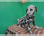 Small Photo #6 Dalmatian Puppy For Sale in PATERSON, NJ, USA