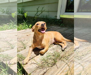 Jack Chi Dogs for adoption in Princeton, MN, USA