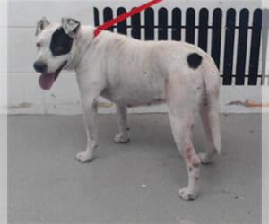 American Pit Bull Terrier-Unknown Mix Dogs for adoption in San Bernardino, CA, USA