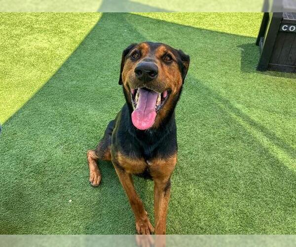 Medium Photo #2 Doberman Pinscher-Unknown Mix Puppy For Sale in Orange, CA, USA