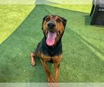 Small #1 Doberman Pinscher Mix