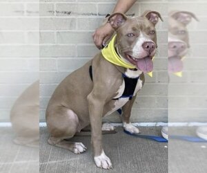American Staffordshire Terrier-Unknown Mix Dogs for adoption in Euless, TX, USA