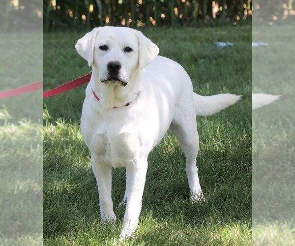 Medium Photo #1 Labrador Retriever Puppy For Sale in SYRACUSE, IN, USA
