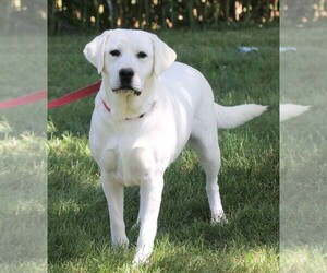 Mother of the Labrador Retriever puppies born on 06/10/2025