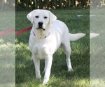 Small Photo #1 Labrador Retriever Puppy For Sale in SYRACUSE, IN, USA