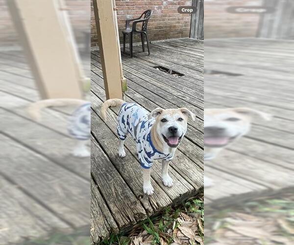 Medium Photo #1 Labrador Retriever-Unknown Mix Puppy For Sale in Pasadena, TX, USA