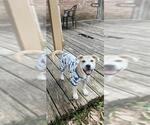VALOR - Male Labrador Retriever-Unknown Mix Dog for Adoption - Small photo