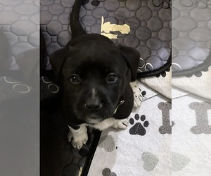 American Pit Bull Terrier-Labrador Retriever Mix Dogs for adoption in Holly Springs, NC, USA