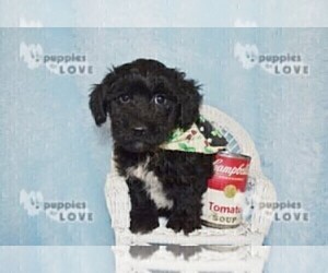 YorkiePoo Puppy for sale in SANGER, TX, USA