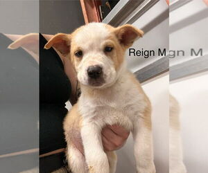 Mutt Dogs for adoption in Studio City, CA, USA