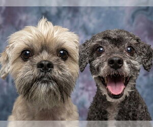 Bichon Frise Dogs for adoption in Peoria, IL, USA