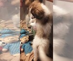 Small #7 Papillon