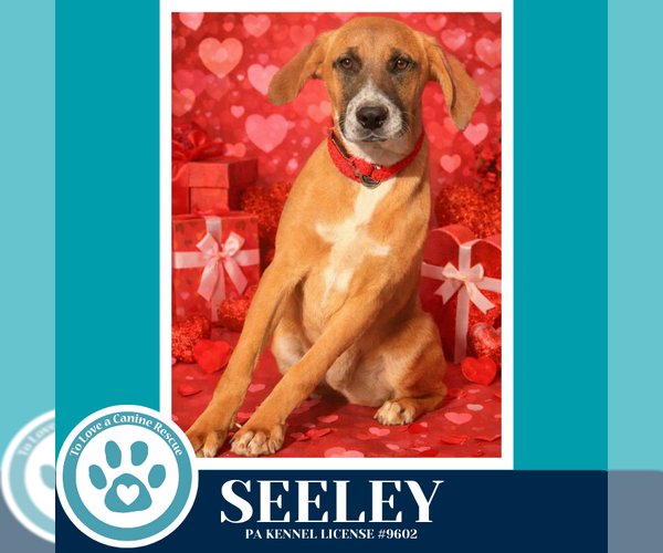 Medium Photo #4 Boxador Puppy For Sale in Kimberton, PA, USA