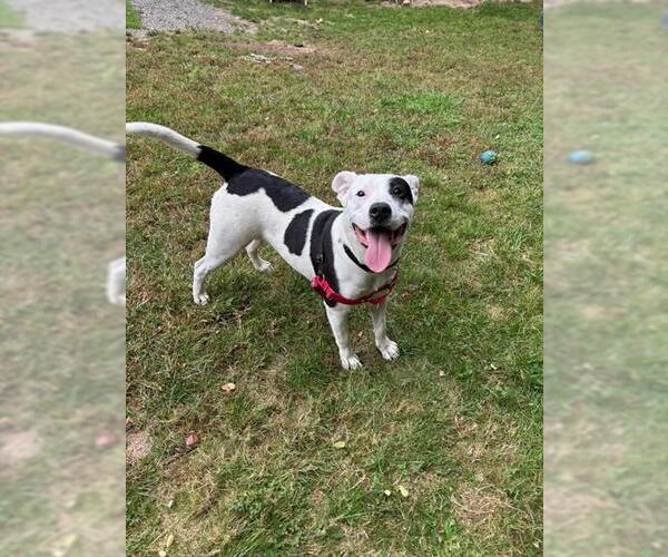 Medium Photo #1 Treeing Walker Coonhound-Unknown Mix Puppy For Sale in Brewster, MA, USA
