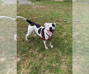 Treeing Walker Coonhound-Unknown Mix Dogs for adoption in Brewster, MA, USA