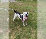 CAPTAIN JACK - Male Treeing Walker Coonhound-Unknown Mix Dog for Adoption - Small photo