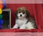 Small #2 Cavachon