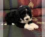 Small Photo #3 Bernedoodle Puppy For Sale in REBERSBURG, PA, USA