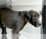 Small #1 Labrador Retriever Mix