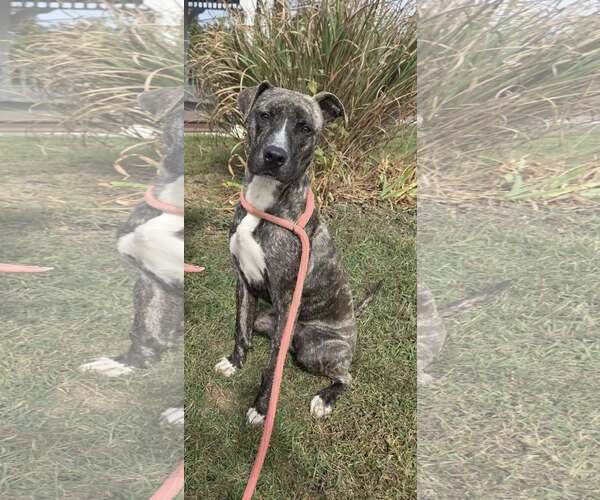Medium Photo #1 American Pit Bull Terrier-Unknown Mix Puppy For Sale in Martinsburg, WV, USA