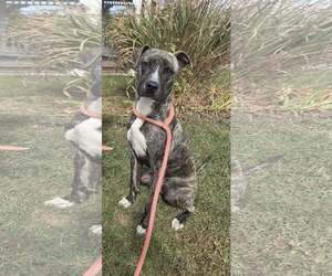 American Pit Bull Terrier-Unknown Mix Dogs for adoption in Martinsburg, WV, USA