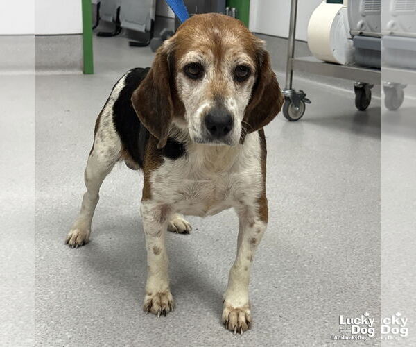 Medium Photo #3 Beagle Puppy For Sale in Washington, DC, USA