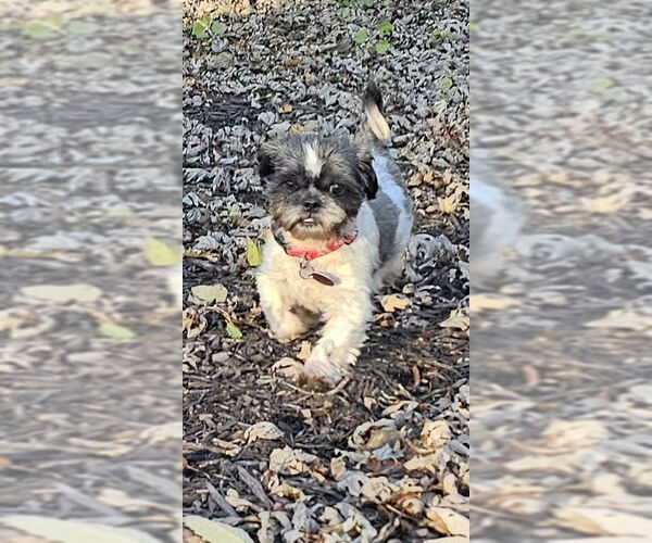 Medium Photo #2 Shih Tzu Puppy For Sale in St. Louis Park, MN, USA
