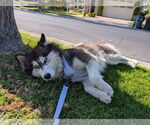 Small #2 Siberian Husky