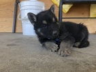 Small Photo #8 German Shepherd Dog Puppy For Sale in FONTANA, CA, USA
