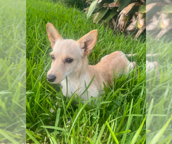 Medium Photo #11 Chihuahua-Unknown Mix Puppy For Sale in Cranston, RI, USA