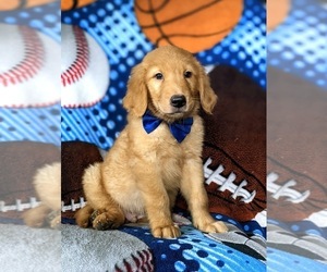 Golden Retriever Puppy for sale in NOTTINGHAM, PA, USA