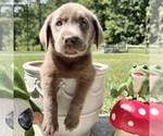 AKC Ready to Go - Male Labrador Retriever Puppy for Sale - Photo #6