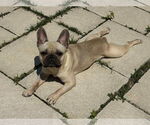Small #1 French Bulldog