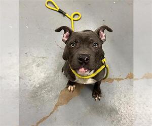 Mutt Dogs for adoption in Peoria, IL, USA