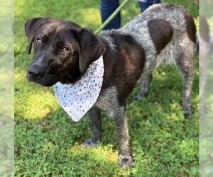 Labrador Retriever-Unknown Mix Dogs for adoption in Warrenton, VA, USA