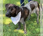 Small Labrador Retriever Mix
