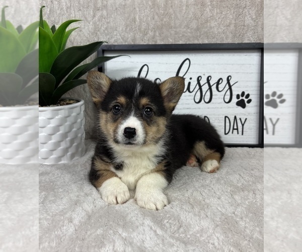 Medium Photo #5 Pembroke Welsh Corgi Puppy For Sale in FRANKLIN, IN, USA