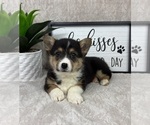 Small #4 Pembroke Welsh Corgi