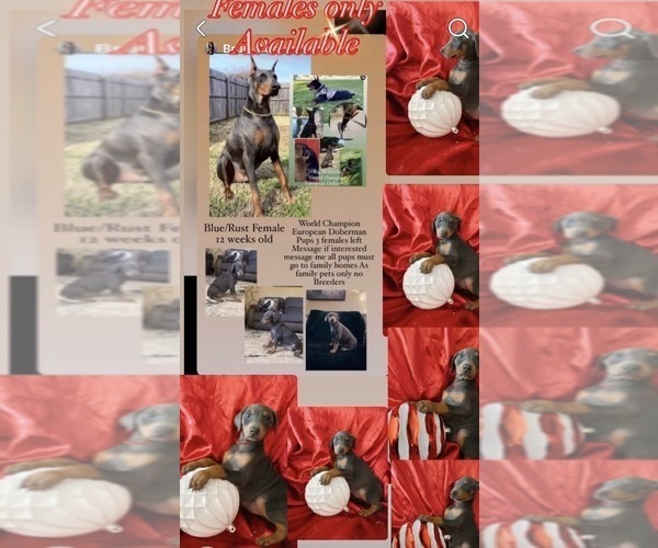 Medium Photo #30 Doberman Pinscher Puppy For Sale in YUCCA VALLEY, CA, USA