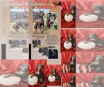 Small Photo #30 Doberman Pinscher Puppy For Sale in YUCCA VALLEY, CA, USA