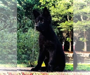 German Shepherd Dog Puppy for sale in GADSDEN, AL, USA