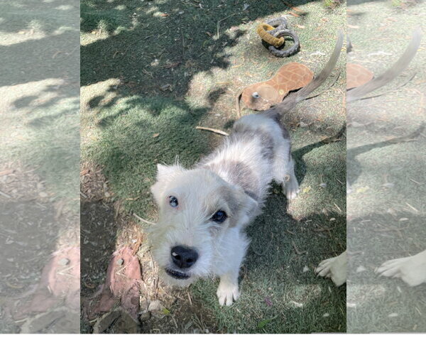 Medium Photo #3 Mutt Puppy For Sale in Tracy City, TN, USA