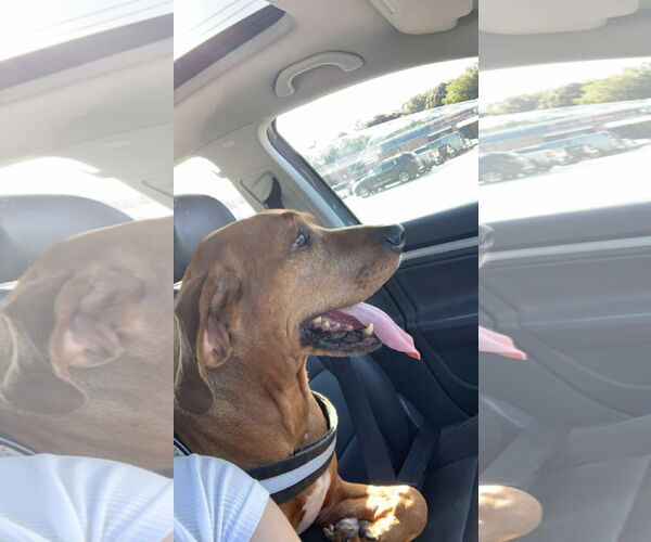 Medium Photo #4 Labrador Retriever-Unknown Mix Puppy For Sale in Rustburg, VA, USA