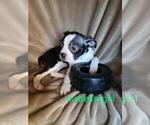 Small Photo #2 Boston Terrier Puppy For Sale in BERRIEN SPRINGS, MI, USA
