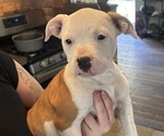 Puppy Totem American Pit Bull Terrier